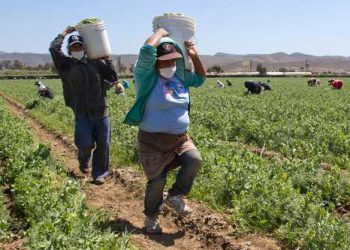 FAO pide adoptar medidas de protección a mujeres jornaleras.