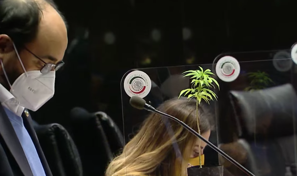 Mis reservas al dictamen sobre la legalización de la #mariguana. #NoALaCriminalización