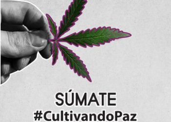 #RegulaciónDeCannabis