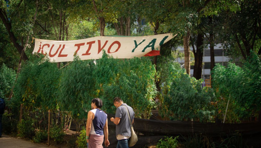 Fumatón por despenalización del uso de cannabis