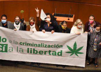 Senado avala en lo particular la legalización del uso lúdico del Cannabis en México