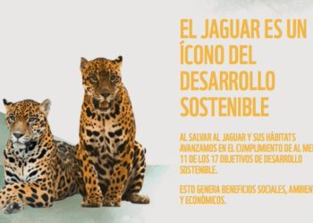 El #ReyJaguar necesita tu ayuda contra la deforestación y la destrucción de su hábitat. Firma esta petición