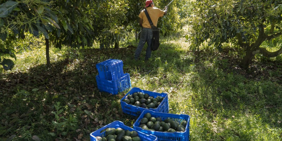 “El campo no tiene gobierno en Michoacán”: 3.000 productores de aguacate se levantan en armas contra los cárteles