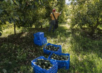“El campo no tiene gobierno en Michoacán”: 3.000 productores de aguacate se levantan en armas contra los cárteles